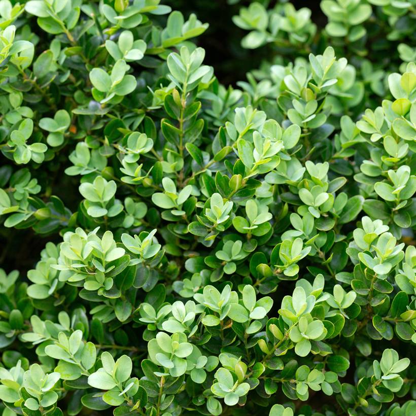 Promesse de Fleurs - Buis - Buxus microphylla Faulkner  Pot de 7,5L/10L, Boule, Boule de 20/30 cm