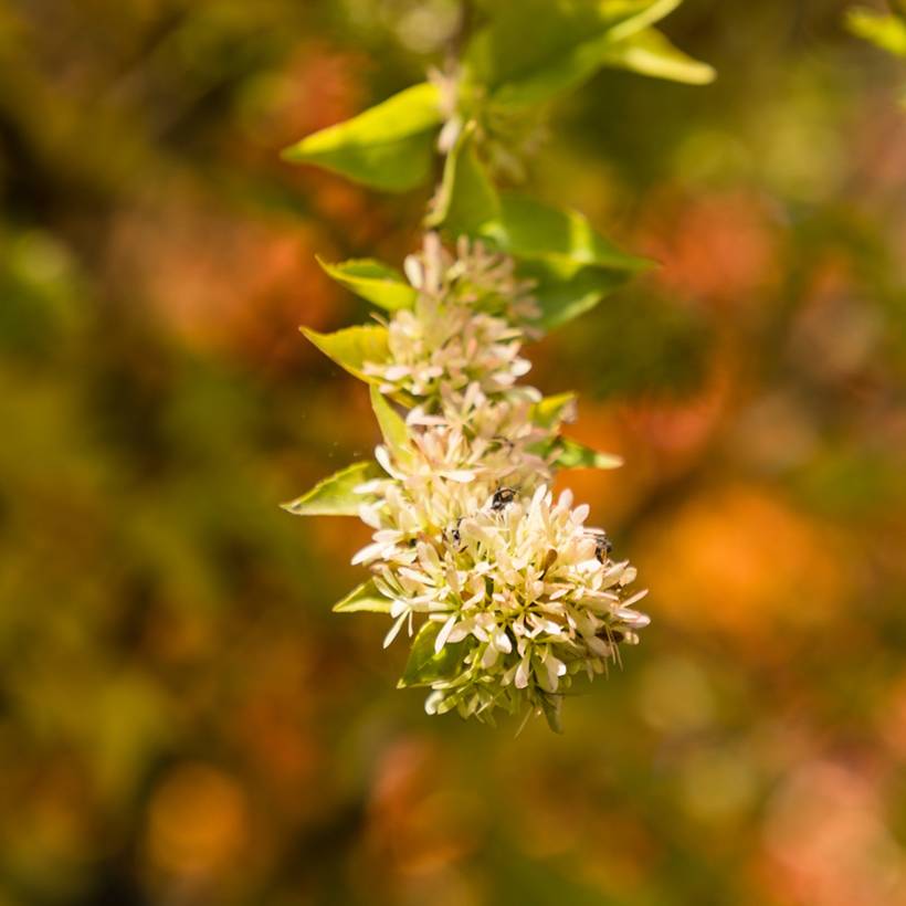 Promesse de Fleurs - Abelia chinensis - Abélia de Chine Pot de 2L/3L - Image 1