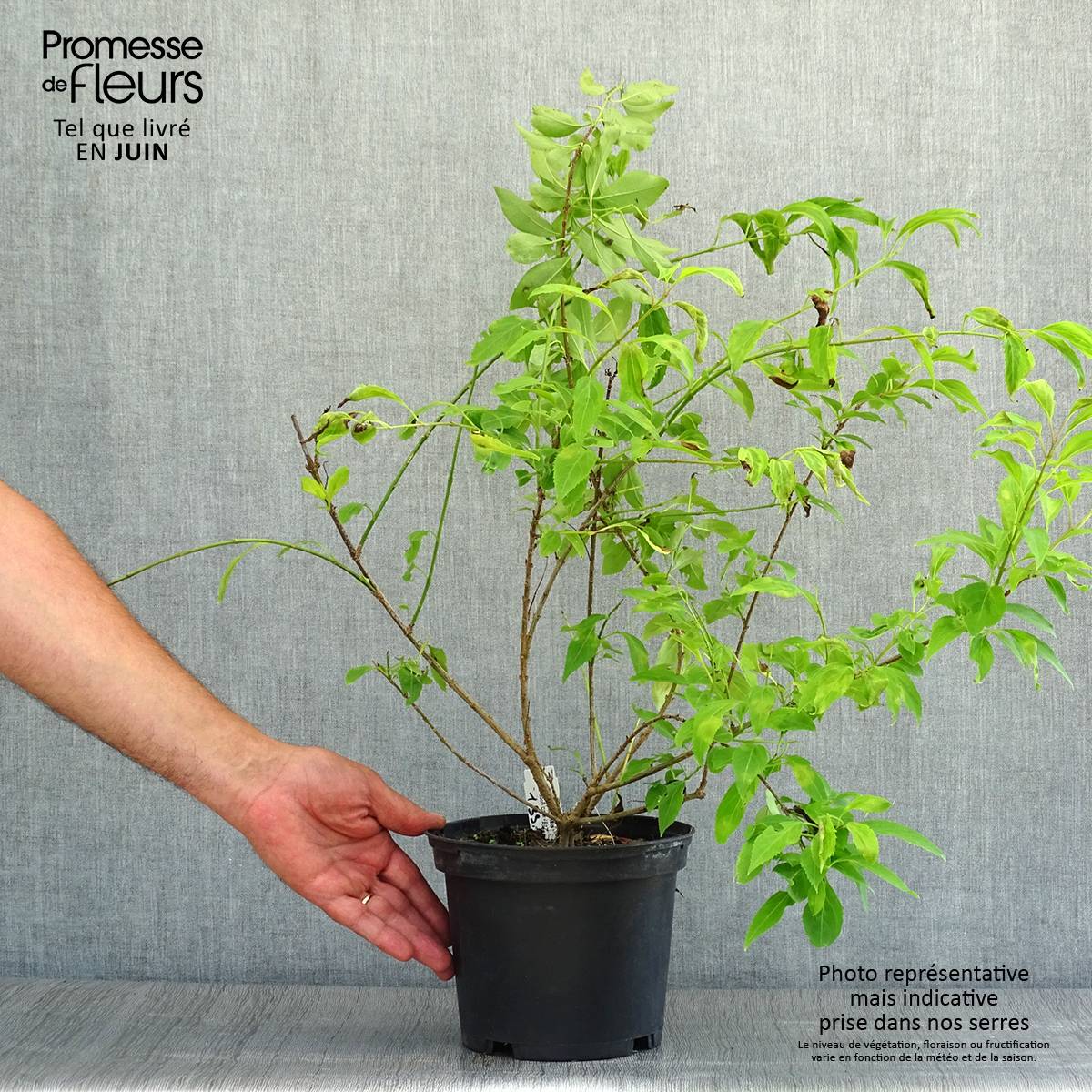 Promesse de Fleurs - Abelia chinensis - Abélia de Chine Pot de 2L/3L - Image 2