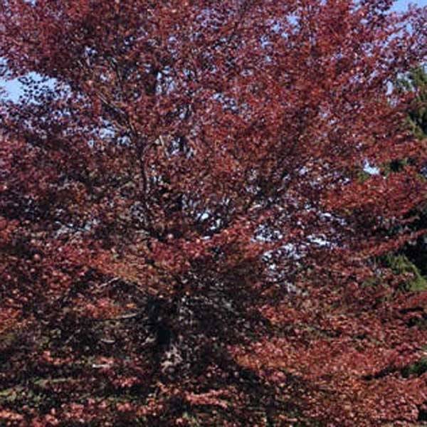 Promesse de Fleurs - Fagus sylvatica Atropurpurea - Hêtre pourpre Pot de 2L/3L