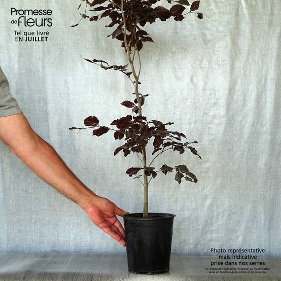 Promesse de Fleurs - Fagus sylvatica Atropurpurea - Hêtre pourpre Pot de 2L/3L - Image 2