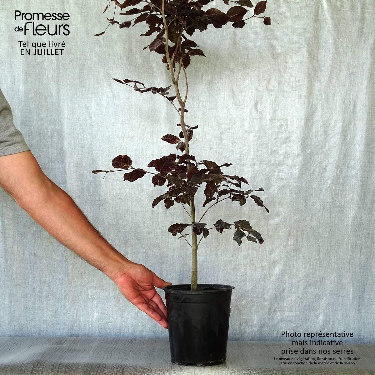 Promesse de Fleurs - Fagus sylvatica Atropurpurea - Hêtre pourpre Pot de 2L/3L - Image 2