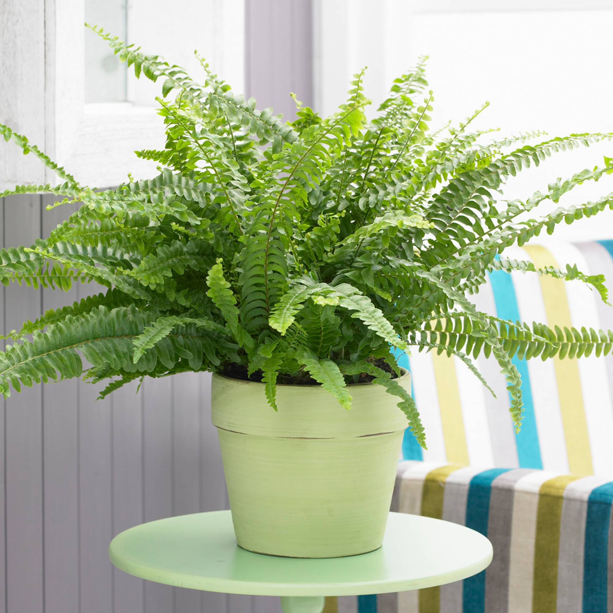 Gardenersdream - 1 X Fougère De Boston En Pot De 25-35 Cm | Plante D'Intérieur Parfaite Pour Les Débutants - GardenersDream - Imagen 1