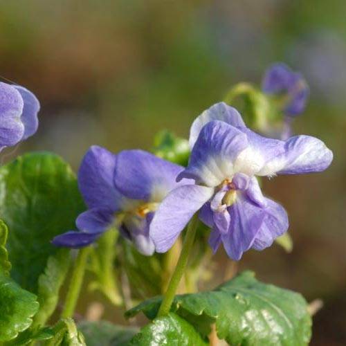 Promesse de Fleurs - Violette odorante Parme de Toulouse - Viola suavis Godet de 7/8 cm