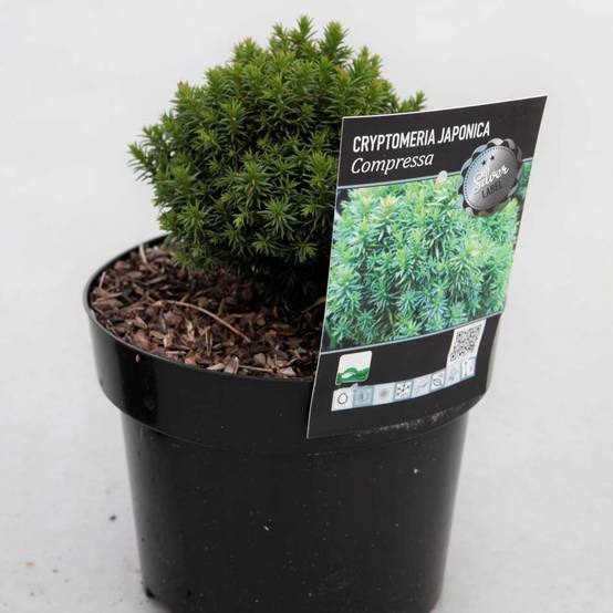 Cryptomeria japonica Compressa Pot de 2L/3L