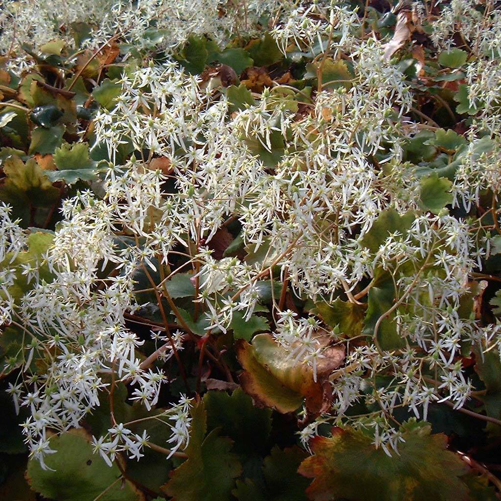 Promesse de Fleurs - Saxifraga fortunei Wada - Saxifrage Godet de 8/9 cm