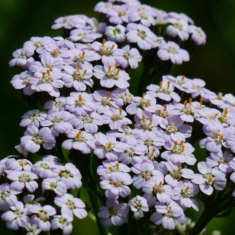 Achillée millefeuille Lilac Beauty à fleurs Rose - feuillage Caduc - Godet - 5/20 cm-  hauteur à maturité De 0,50 m à 1,00 m - Imagen 1