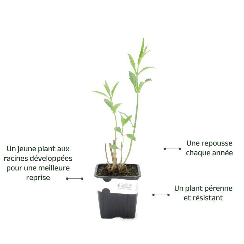 3 Verveines de Buenos Aires (Verbena Bonariensis) - Lot de 6 godets - Pépinières Naudet - Imagen 3