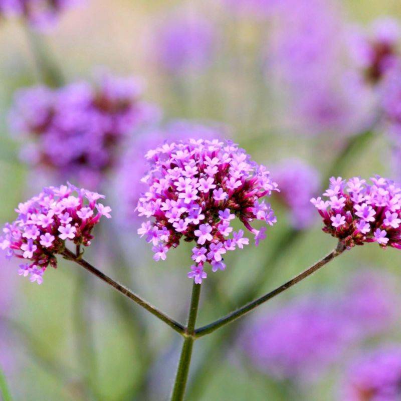 3 Verveines de Buenos Aires (Verbena Bonariensis) - Lot de 6 godets - Pépinières Naudet - Imagen 1