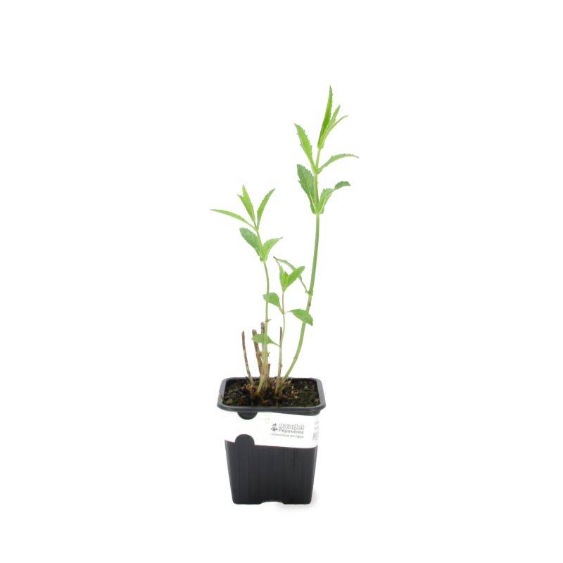 3 Verveines de Buenos Aires (Verbena Bonariensis) - Lot de 6 godets - Pépinières Naudet - Imagen 2