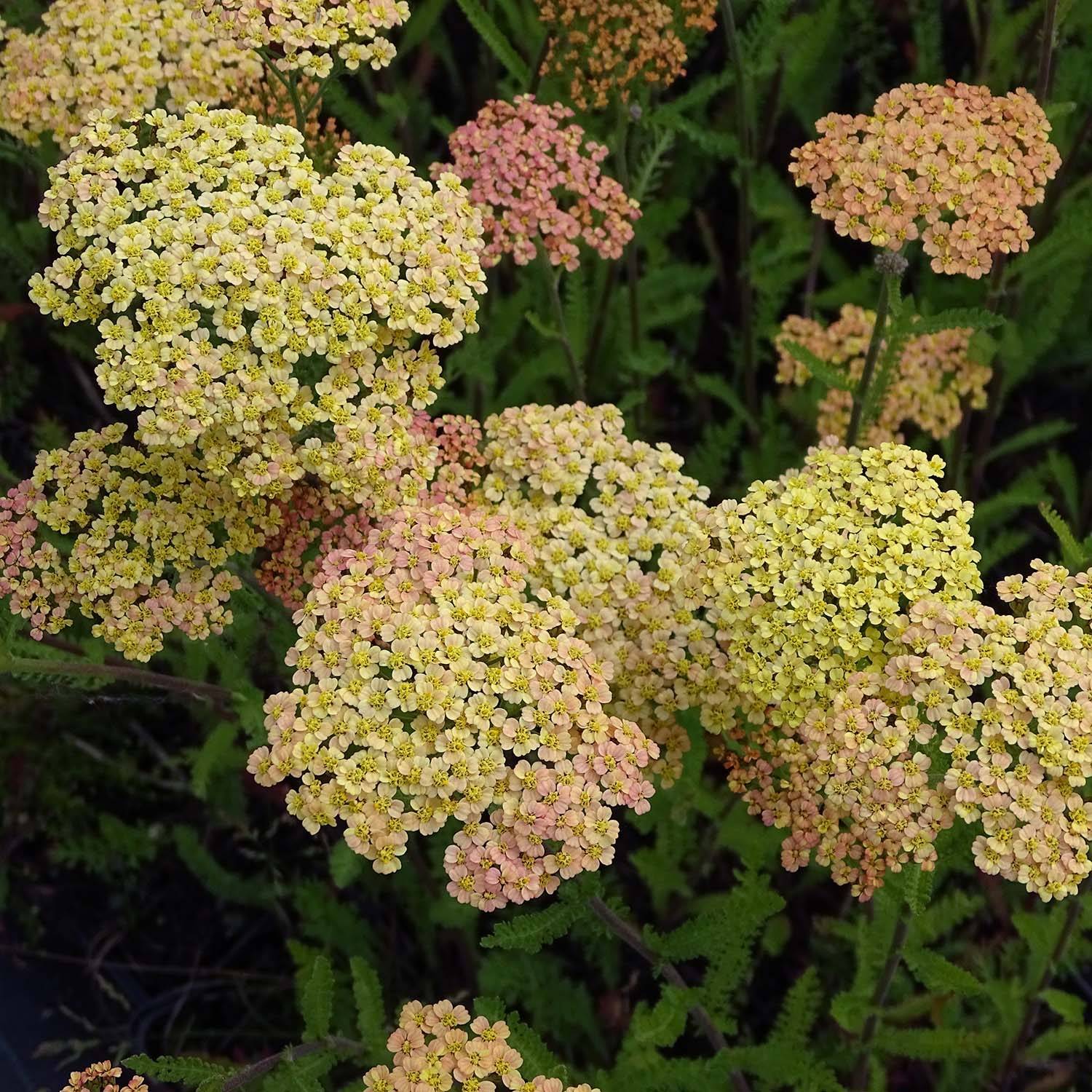 Achillée millefeuille Hannelore Pahl Godet de 8/9 cm