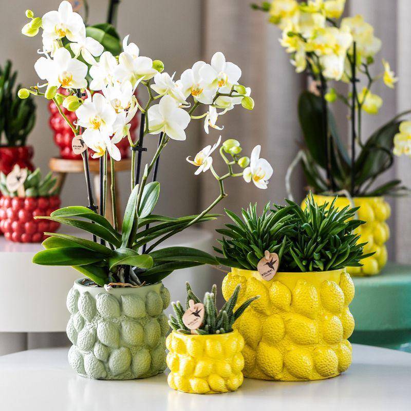 Pot décoratif en céramique verte - Citrus- La Green Touch - Imagen 4
