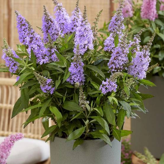 Arbre aux papillons Butterfly Candy® Little Lila 'BotEx004', Buddleia à fleurs Bleue - feuillage Caduc - Pot de 4L - 20/40 cm- hauteur à maturité De - Image 1