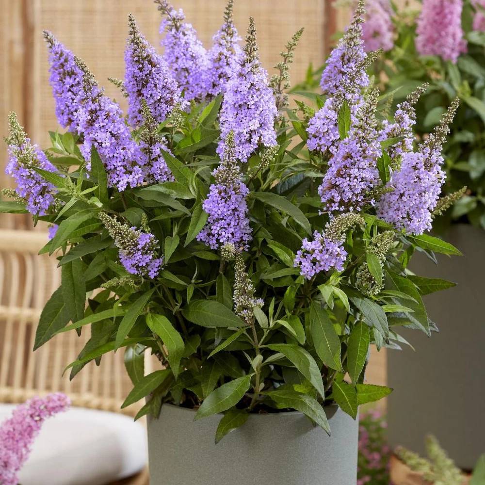 Arbre aux papillons Butterfly Candy® Little Lila 'BotEx004', Buddleia à fleurs Bleue - feuillage Caduc - Pot de 4L - 20/40 cm-  hauteur à maturité De - Image 1