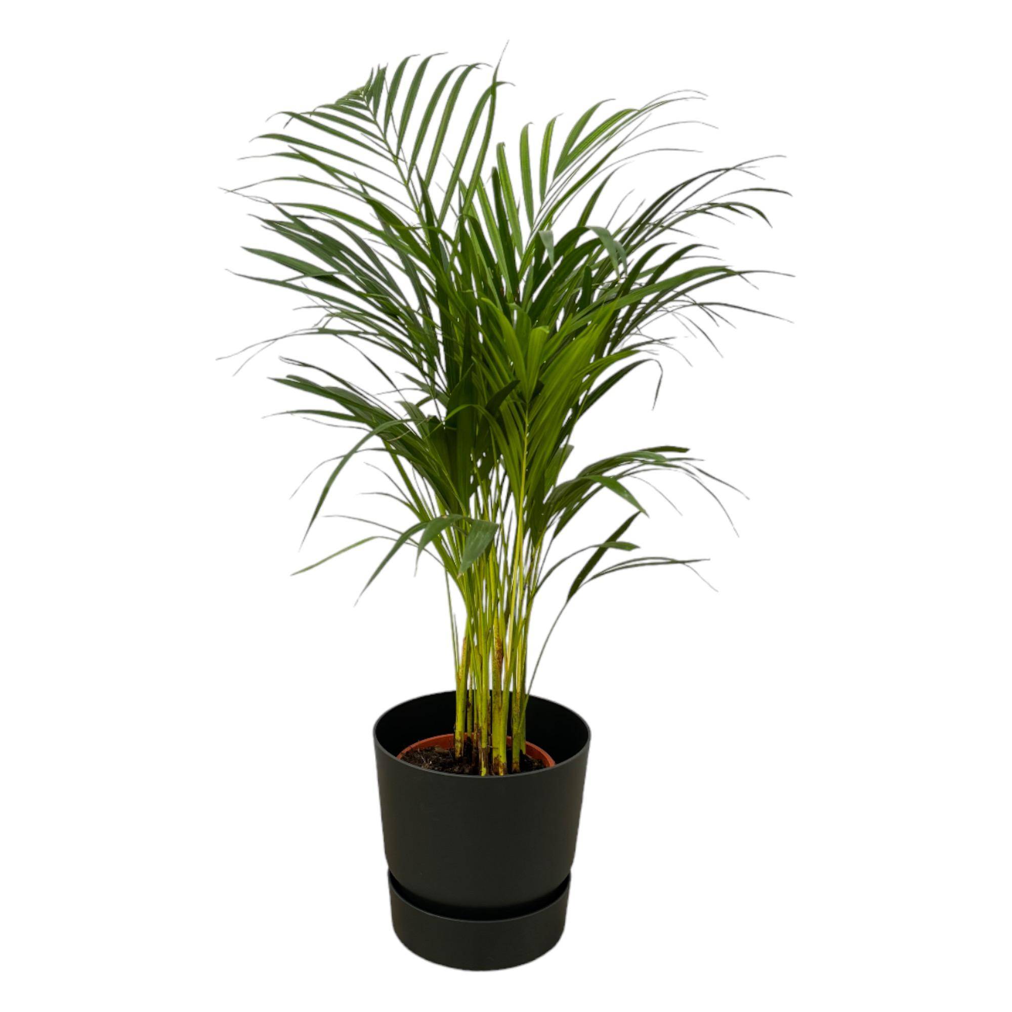 Palmier Areca - Plantes d'intérieur - Image 1