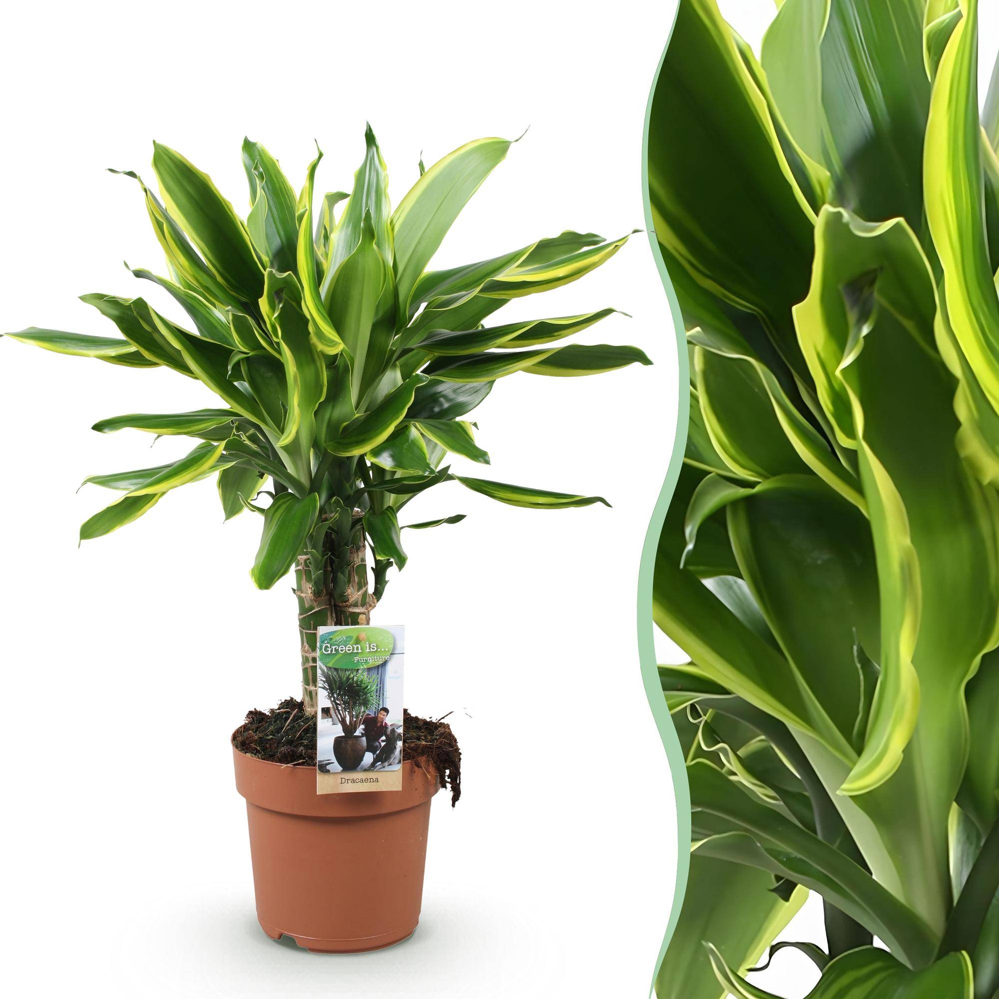 Dracaena fragrans Golden Coast - Pot de 17cm - Hauteur 50-55cm - 1 plante - Sans cache-pot - Plantes d'intérieur