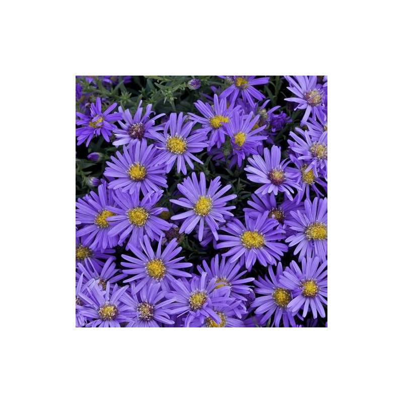 Aster d'automne Fidelio, Aster dumosus à fleurs Bleue/ - feuillage Caduc - Godet - 5/20 cm - Imagen 5