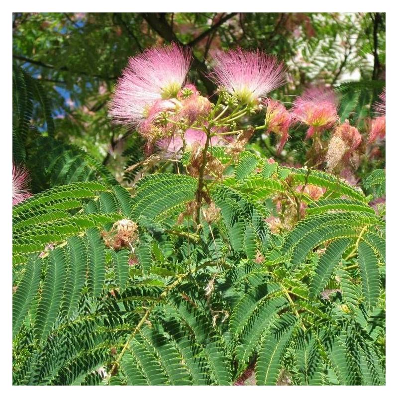 Arbre à soie Ombrella® 'Boulbri', Albizia à fleurs Rose - feuillage Caduc - Pot de 10L - 60/80 cm-  hauteur à maturité De 5,00 m à 10,00 m - Imagen 1
