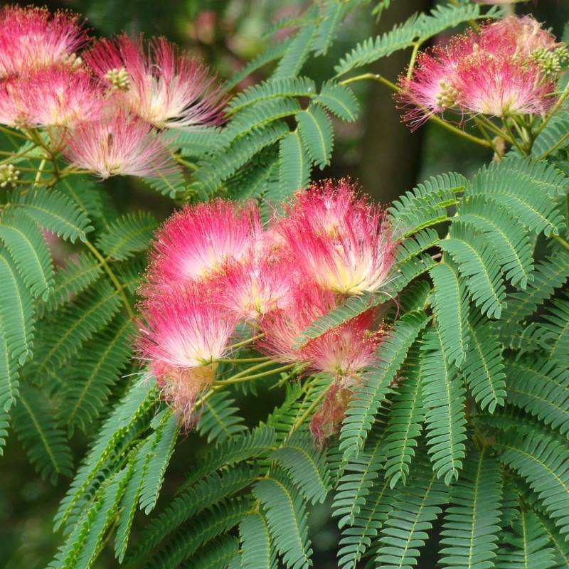 Arbre à soie Ombrella® 'Boulbri', Albizia à fleurs Rose - feuillage Caduc - Pot de 10L - 60/80 cm-  hauteur à maturité De 5,00 m à 10,00 m - Imagen 6