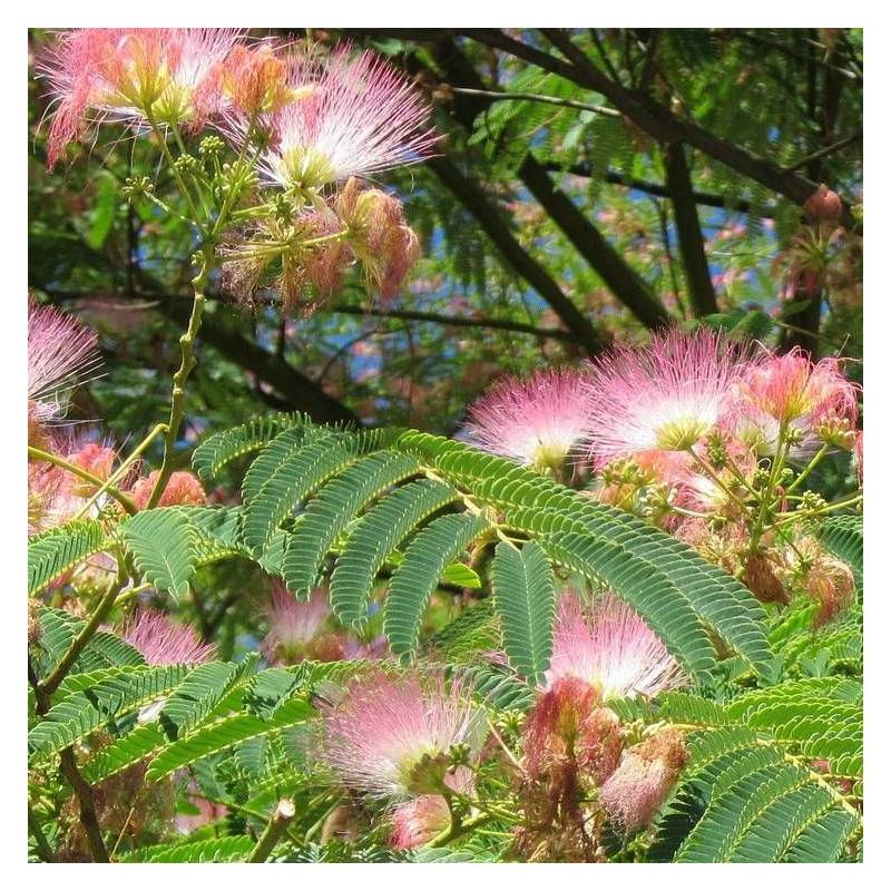 Arbre à soie Ombrella® 'Boulbri', Albizia à fleurs Rose - feuillage Caduc - Pot de 10L - 60/80 cm-  hauteur à maturité De 5,00 m à 10,00 m - Imagen 3