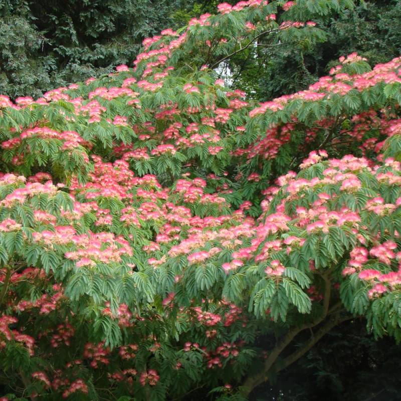 Arbre à soie Ombrella® 'Boulbri', Albizia à fleurs Rose - feuillage Caduc - Pot de 10L - 60/80 cm-  hauteur à maturité De 5,00 m à 10,00 m - Imagen 8