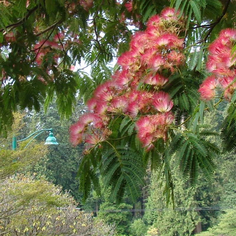 Arbre à soie Ombrella® 'Boulbri', Albizia à fleurs Rose - feuillage Caduc - Pot de 10L - 60/80 cm-  hauteur à maturité De 5,00 m à 10,00 m - Imagen 4