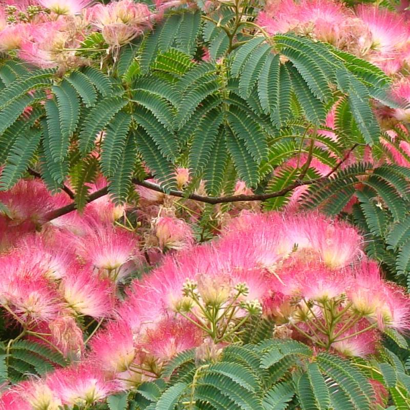 Arbre à soie Ombrella® 'Boulbri', Albizia à fleurs Rose - feuillage Caduc - Pot de 10L - 60/80 cm-  hauteur à maturité De 5,00 m à 10,00 m - Imagen 9