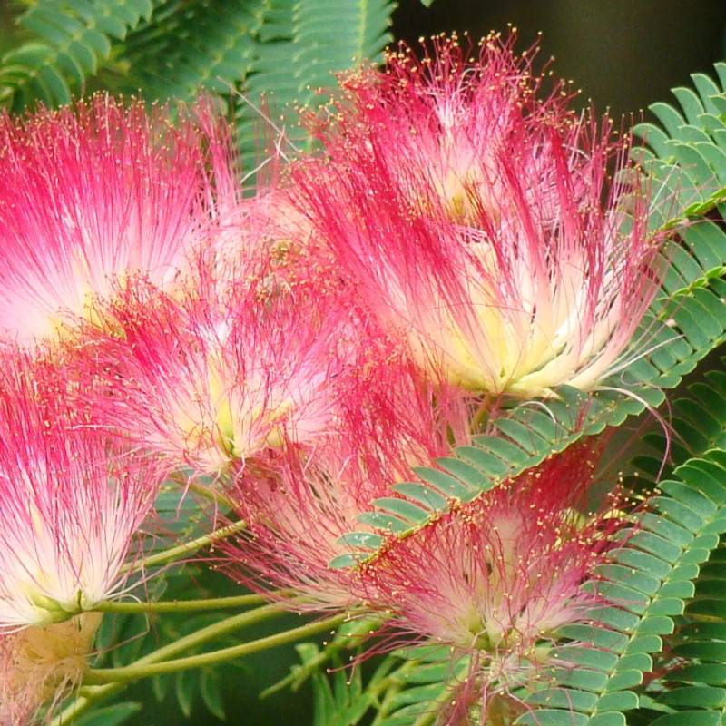 Arbre à soie Ombrella® 'Boulbri', Albizia à fleurs Rose - feuillage Caduc - Pot de 10L - 60/80 cm-  hauteur à maturité De 5,00 m à 10,00 m - Imagen 5