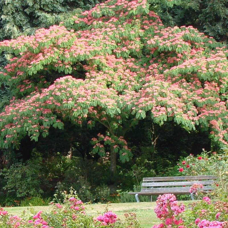 Arbre à soie Ombrella® 'Boulbri', Albizia à fleurs Rose - feuillage Caduc - Pot de 10L - 60/80 cm-  hauteur à maturité De 5,00 m à 10,00 m - Imagen 7