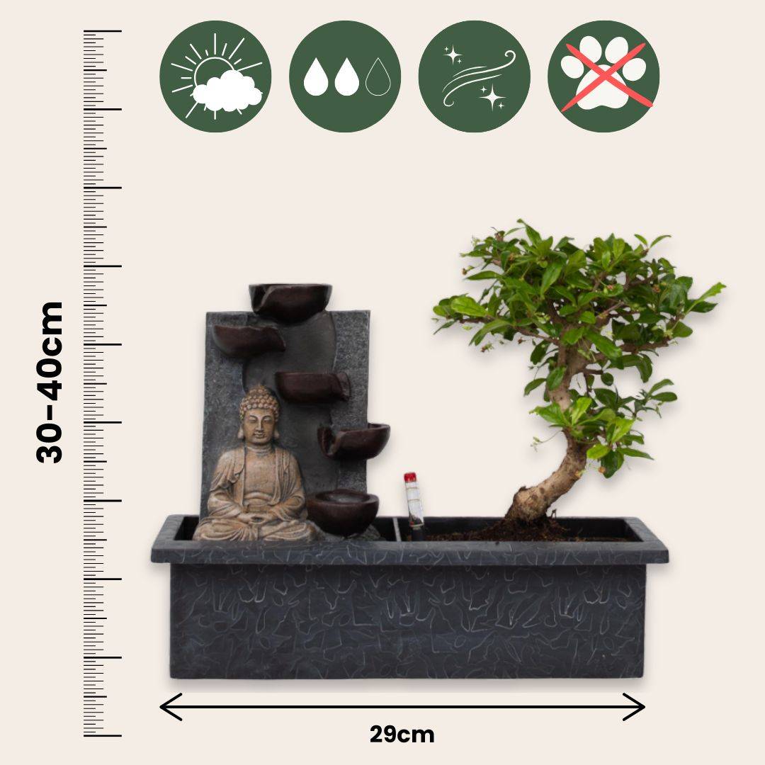 Bonsaï - Set de 2 - Bonsai - Hauteur 25-35cm - ⌀29cm - Image 6