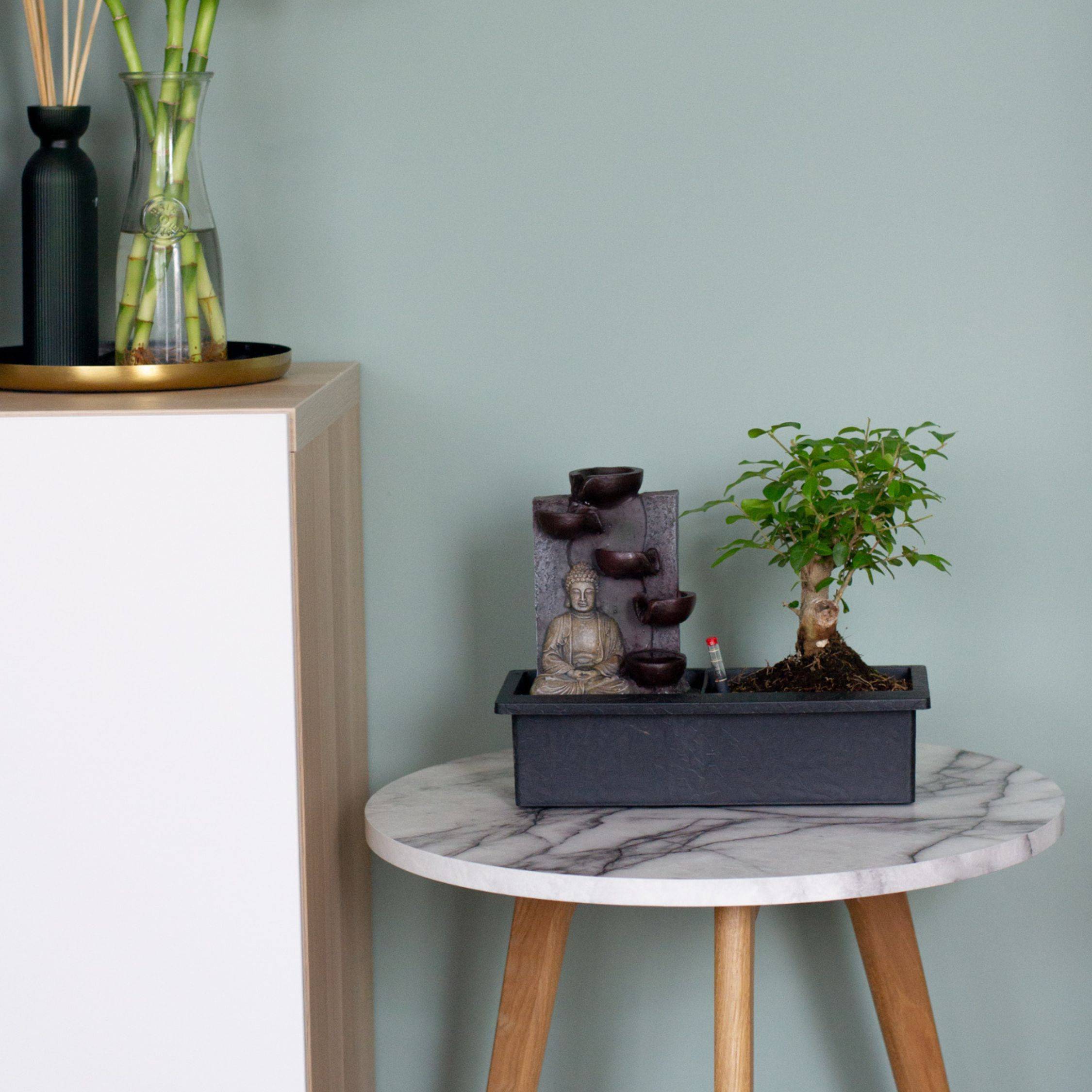 Bonsaï - Set de 2 - Bonsai - Hauteur 25-35cm - ⌀29cm - Image 3
