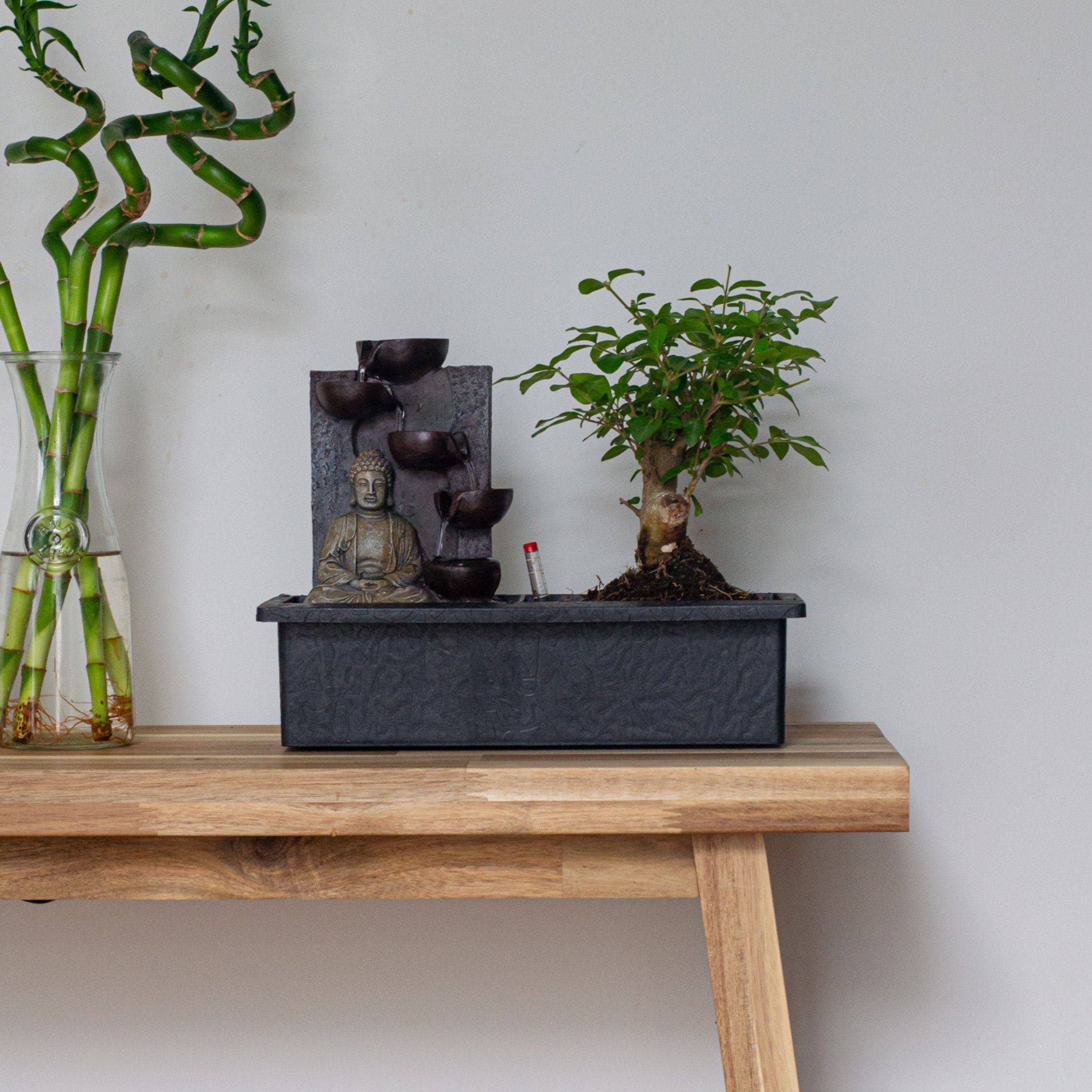 Bonsaï - Set de 2 - Bonsai - Hauteur 25-35cm - ⌀29cm - Image 2