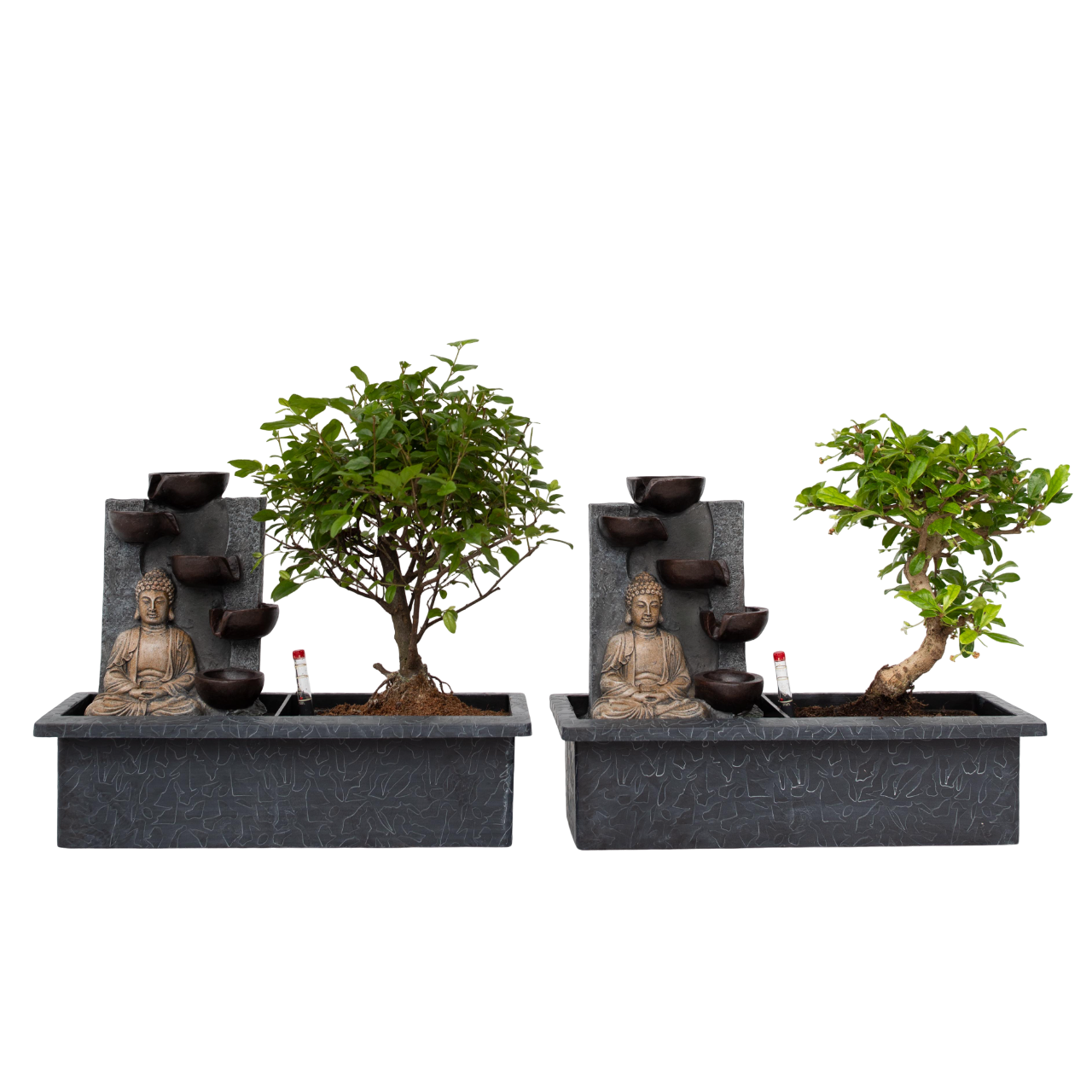 Bonsaï - Set de 2 - Bonsai - Hauteur 25-35cm - ⌀29cm - Image 1