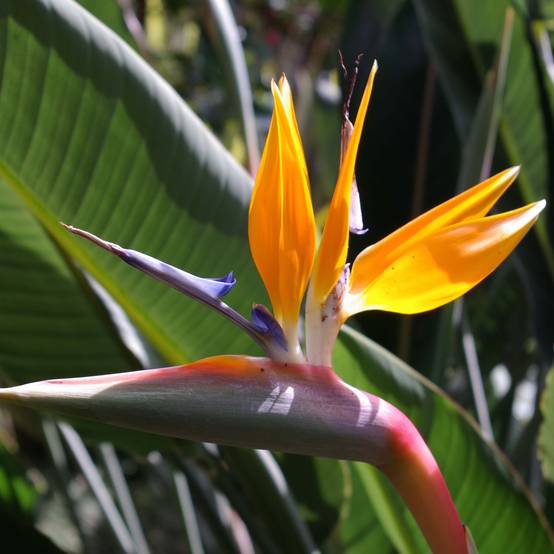 Strelitzia reginae - Oiseau de Paradis Pot de 2L/3L