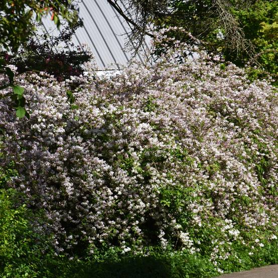 Deutzia rosea Campanulata Pot de 2L/3L - Image 1