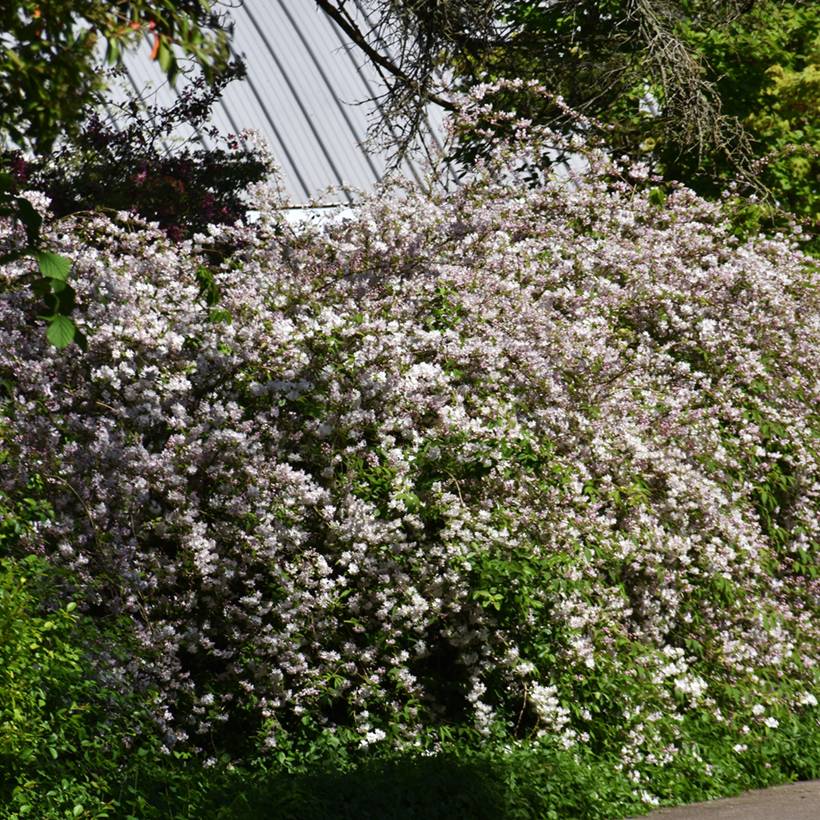 Deutzia rosea Campanulata Pot de 2L/3L - Image 1