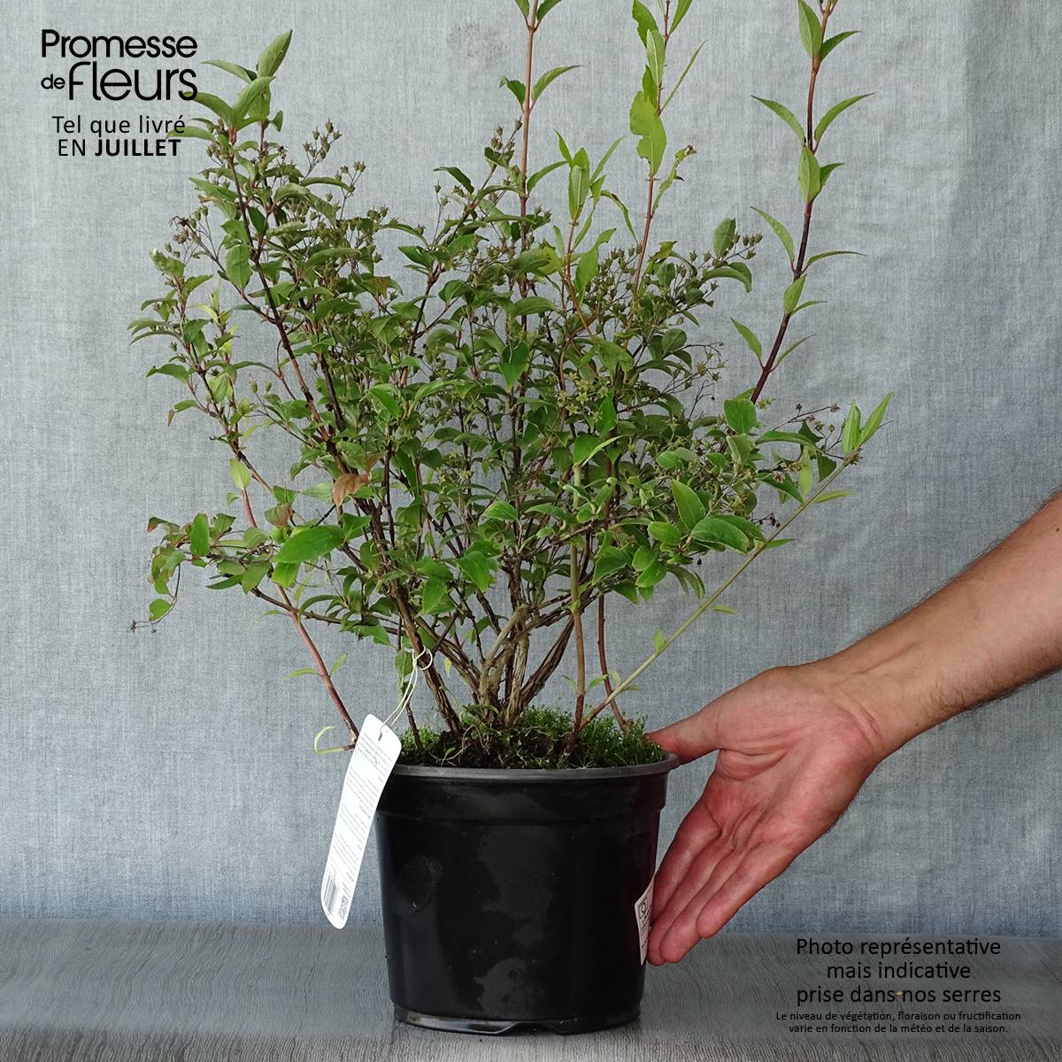 Deutzia rosea Campanulata Pot de 2L/3L - Image 2