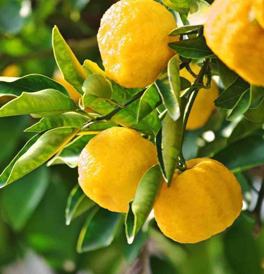 0 - Agrumes citrus junos Yuzu 5 (citronYuzu) Pot de 10 litres - 140/160 cm
