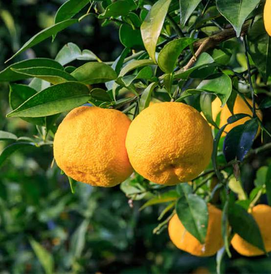 0 - Agrumes citrus junos Yuzu 5 (citronYuzu) Pot de 10 litres - 140/160 cm - Image 2