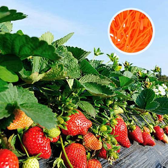 Fixation plantes-Clips de fixation pour plantes 100 pièces - Support réutilisable pour fraises et melons - Résistants aux UV - Living123 - Image 2