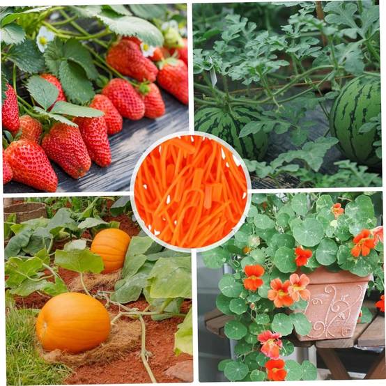 Fixation plantes-Clips de fixation pour plantes 100 pièces - Support réutilisable pour fraises et melons - Résistants aux UV - Living123 - Image 4