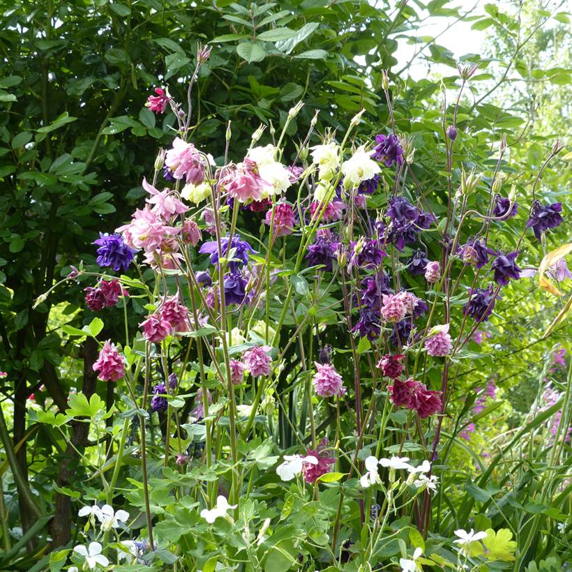 Graines d'Ancolie des jardins double Granny's Bonnets - Aquilegia vulgaris Plena le sachet de 550 graines environ (0,8g)