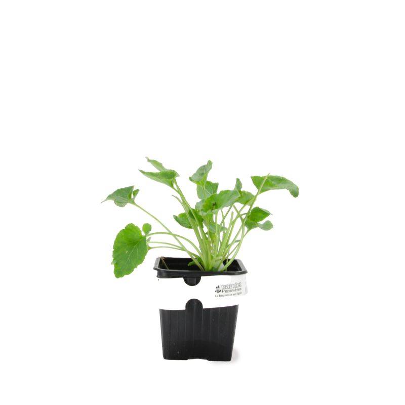 3 Campanules 'Pyramidale' Blanc Alba (Campanula 'Pyramidalis') - Lot de 3 vivaces - Pépinières Naudet - Imagen 2