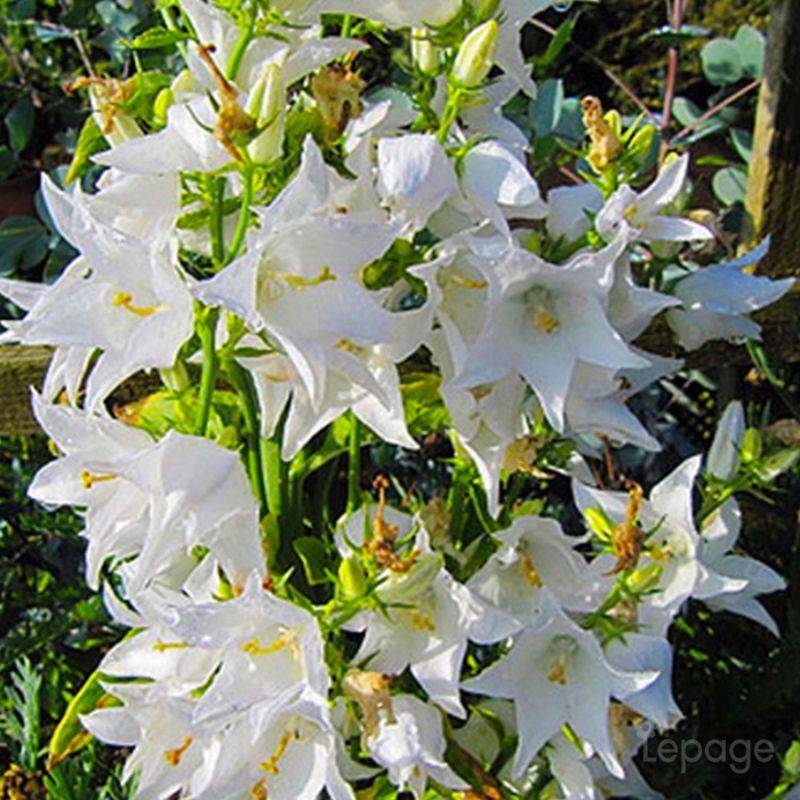 3 Campanules 'Pyramidale' Blanc Alba (Campanula 'Pyramidalis') - Lot de 3 vivaces - Pépinières Naudet - Imagen 1