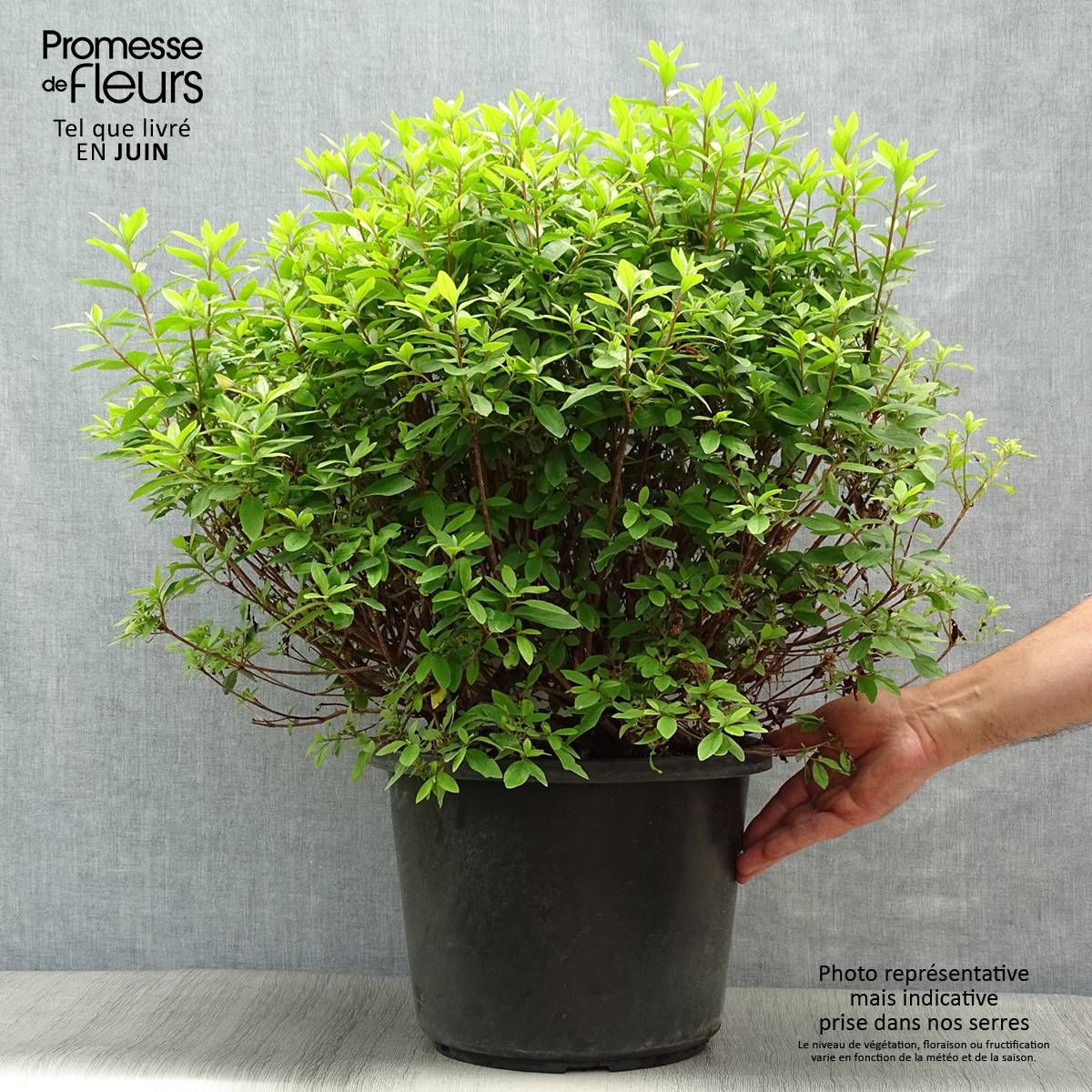 Promesse de Fleurs - Azalée japonaise Mme Van Hecke Pot de 12L/15L - Image 2