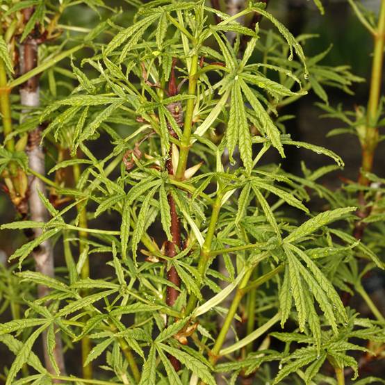 Promesse de Fleurs - Aesculus Digitata - Marronnier commun hybride Pot de 4L/5L