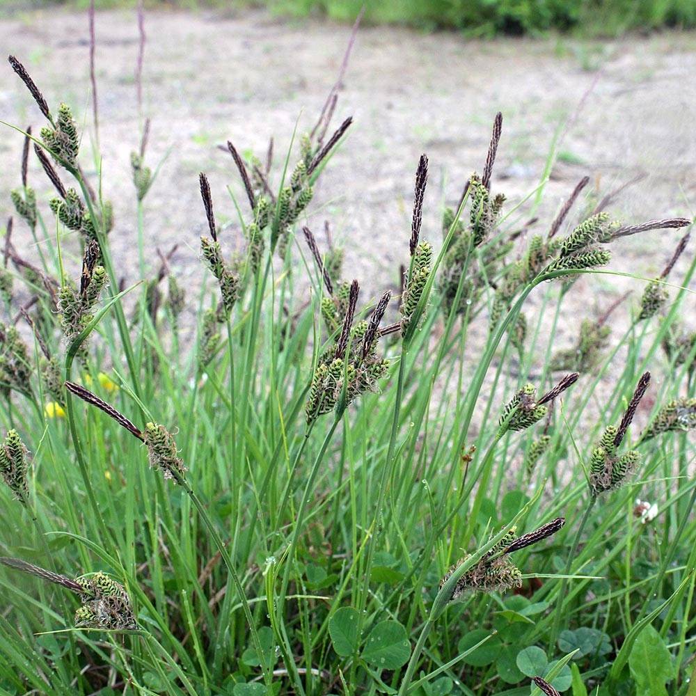 Carex nigra - Laîche noire Godet de 8/9 cm