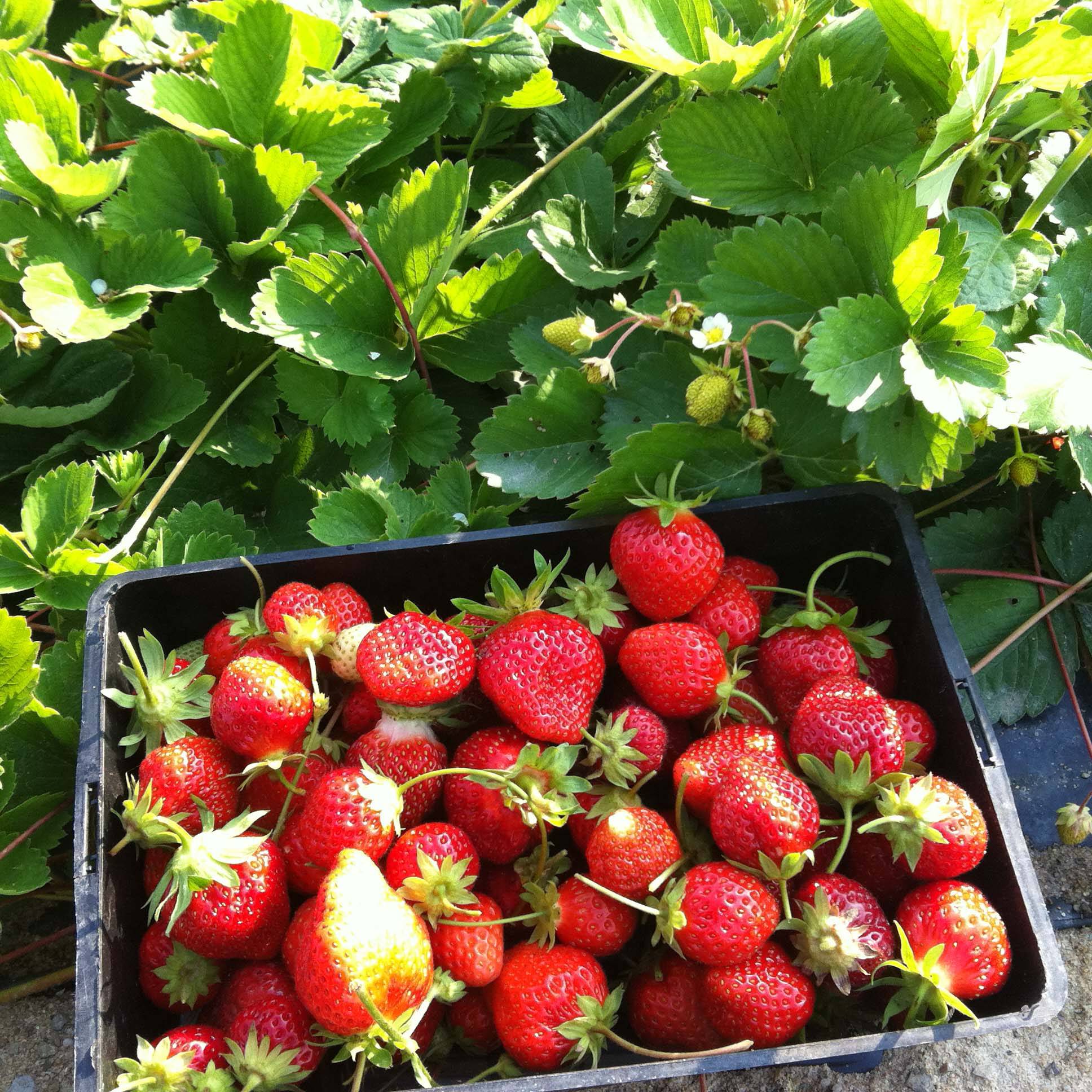 Fraisier Cirafine (remontant)  Petites Racines nues (par 10)