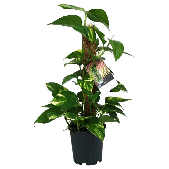 Scindapsus Epipremnum - D15 H50cm