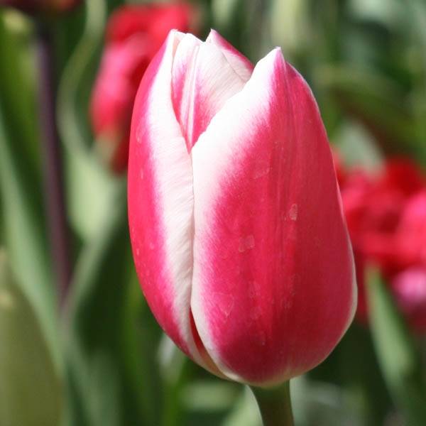 Promesse de Fleurs - Tulipe Darwin Candy Apple Delight Bulbe calibre 12+ (par 6)